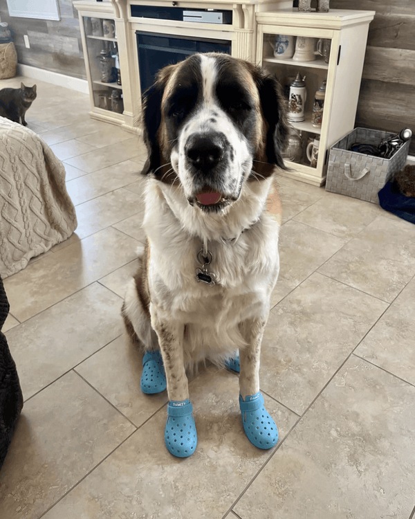 Fashion Meets Function with Pawzy