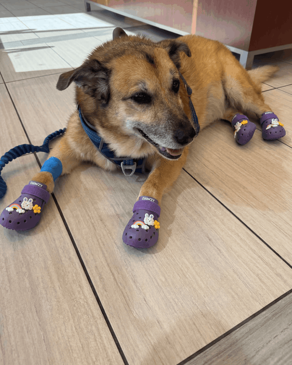 Keep Your Dog’s Paws Healthy & Safe