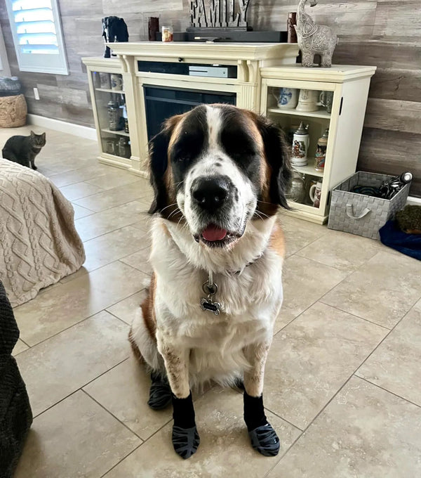 Fashion Meets Function with Pawzy