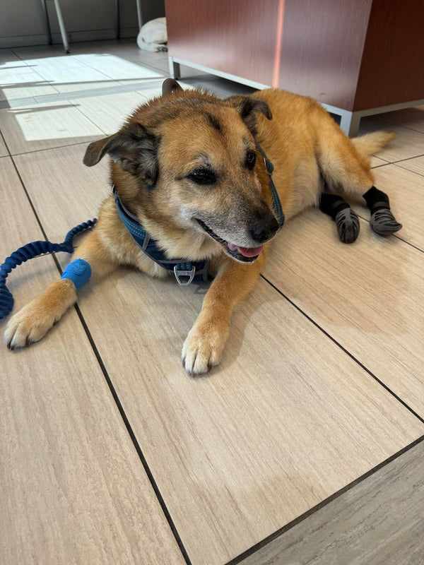 Keep Your Dog’s Paws Healthy & Safe